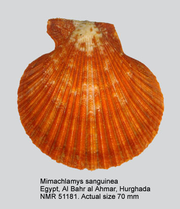 Mimachlamys sanguinea.jpg - Mimachlamys sanguinea(Linnaeus,1758)